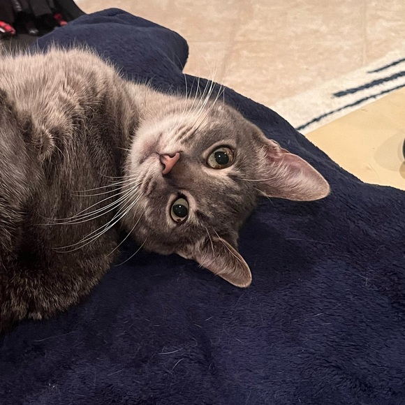 Meet your Posher, Luis - Picture 1 of 1